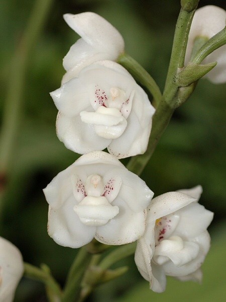 Fleurs d' Orchidées