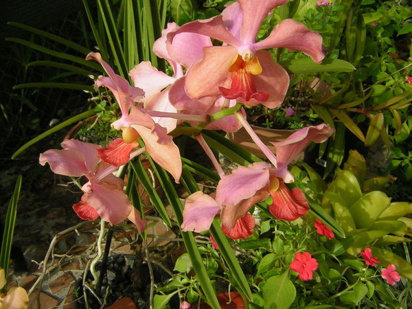 Fleurs d' Orchidées