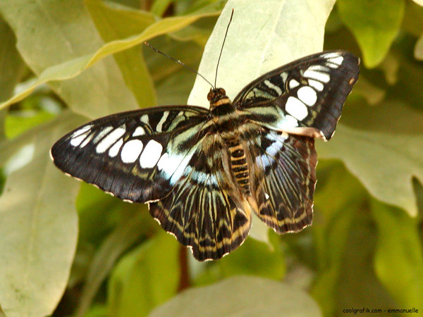 Superbes Papillons