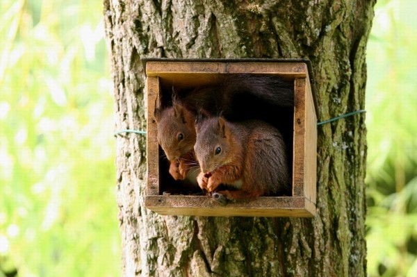 Belles images d'écureuils