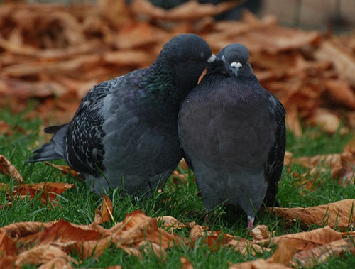 Superbes images d'oiseaux