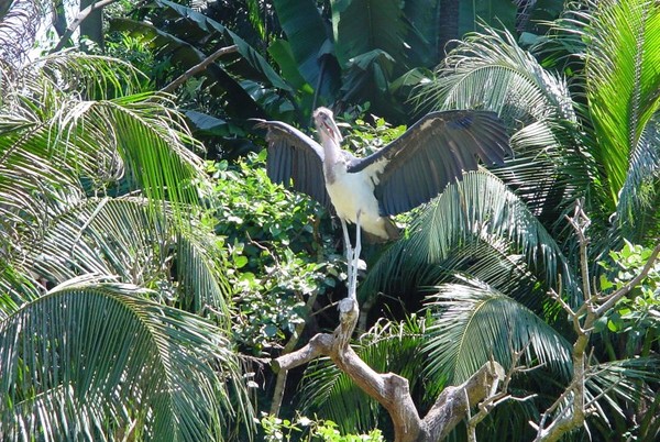 Superbe image d'oiseaux