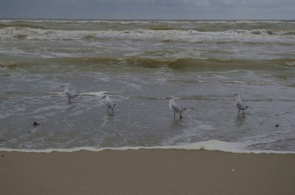 Plage du Nord - Pas de Calais