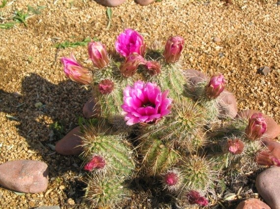 Fleurs de Cactus