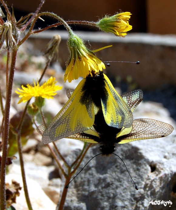 Superbes papillons