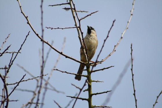 Superbes images d'oiseaux