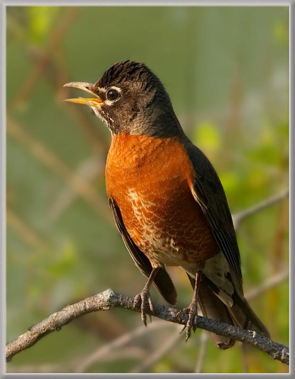 Superbes images d'oiseaux