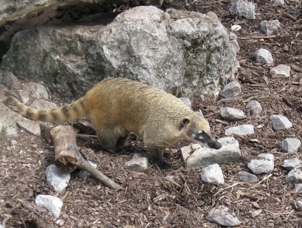 Zoo d' Amiens- 2012