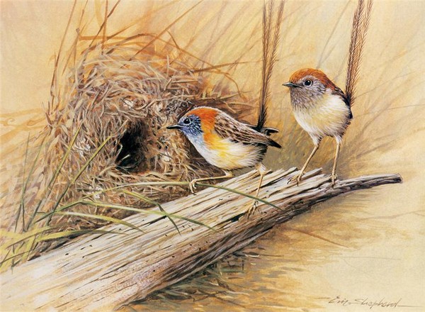 Superbes peintures d'oiseaux