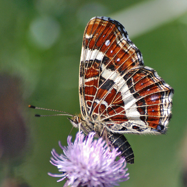 Superbes papillons