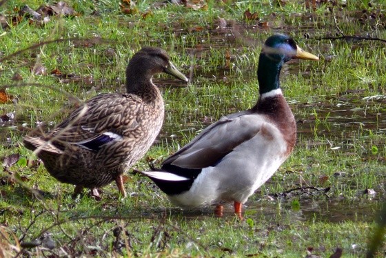 Superbes images d'oiseaux