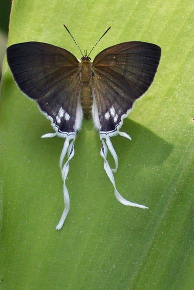 Superbe papillon