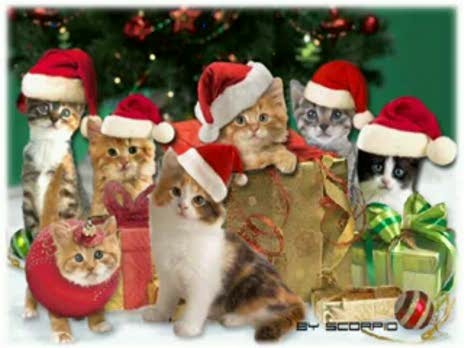 Chatons de Noël