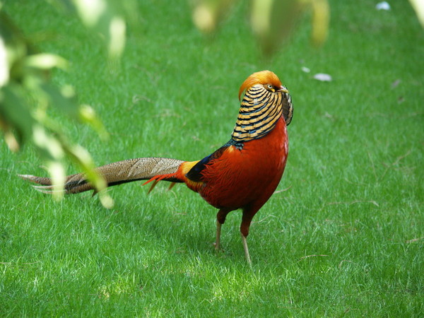 Superbes images d'oiseaux