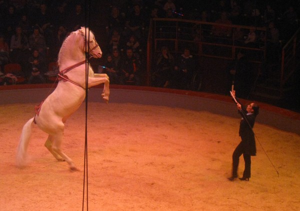 Amiens-Le cirque Arlette Gruss