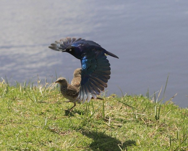 Superbes images d'oiseaux