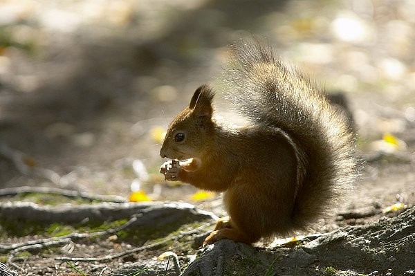 Belles images d'écureuils