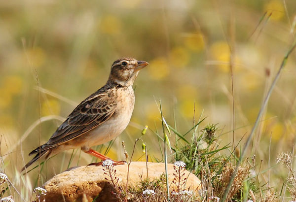 Superbes images d'oiseaux