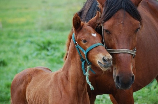 Belle famille