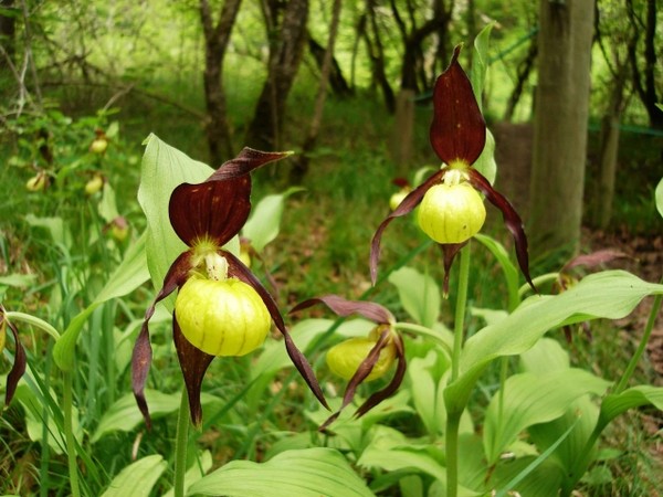 Fleurs d' Orchidées