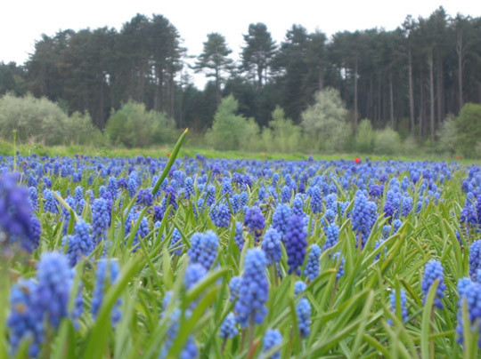 Paysages -Printemps -Eté