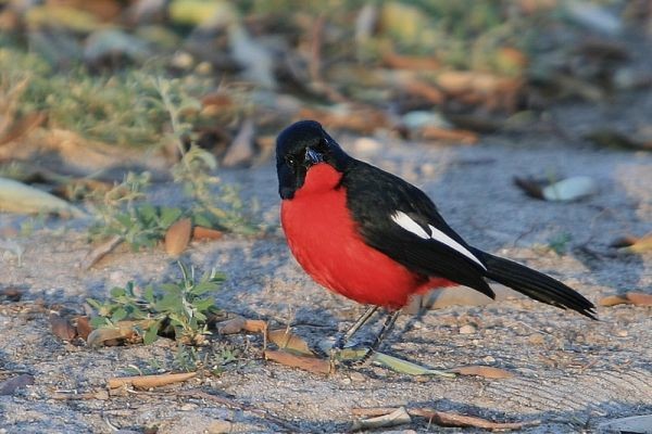 Superbes images d'oiseaux