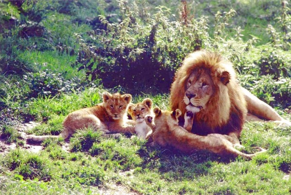 Belle famille