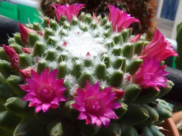 Fleurs de Cactus