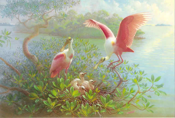 Superbes peintures  d'oiseaux 