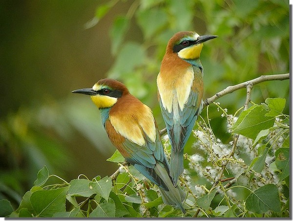 Superbes images d'oiseaux