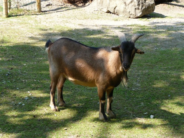 Zoo d'Amiens -2012