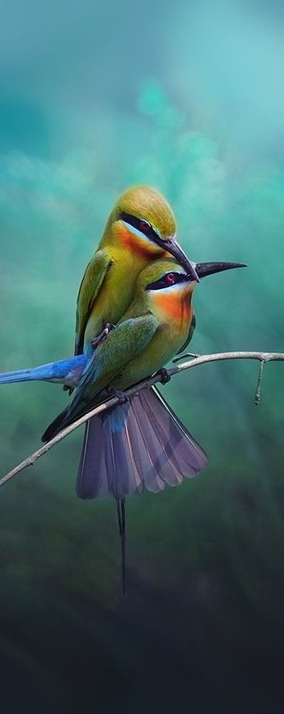 Image d'oiseaux