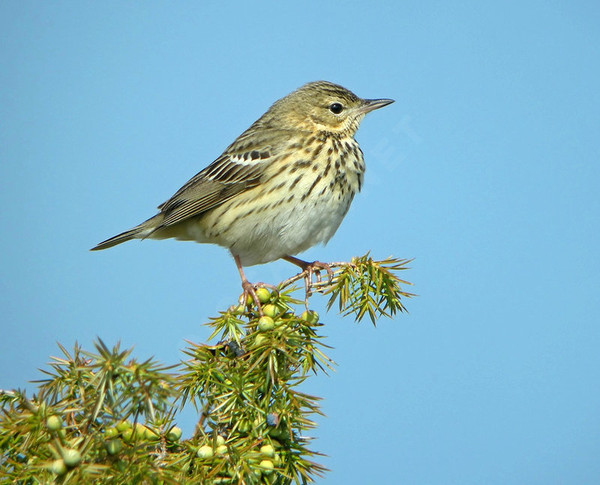 Superbes images d'oiseaux