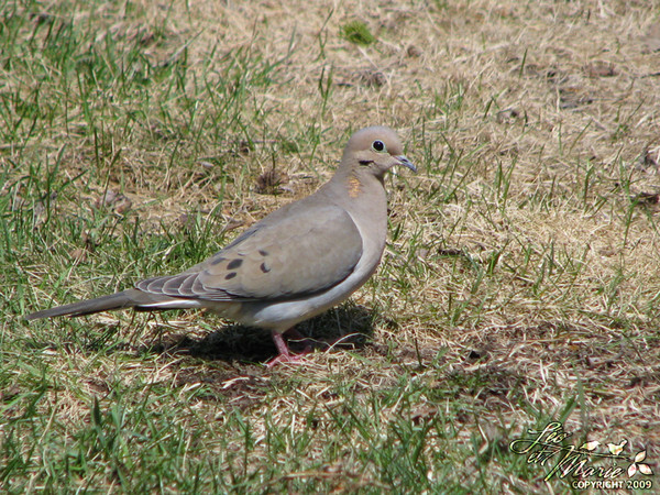 Superbes images d'oiseaux