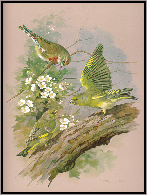 Superbes peintures d'oiseaux