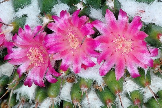 Fleurs de Cactus