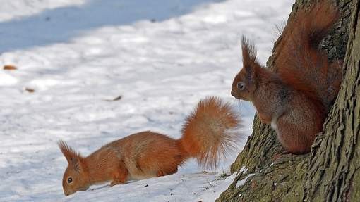 Belles images d'écureuils