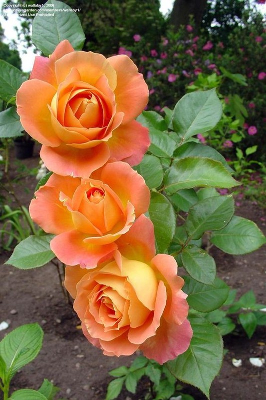 Que des belles roses!!