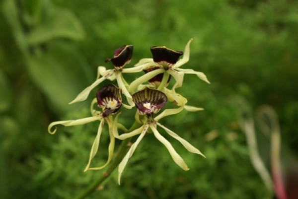 Fleurs d' Orchidées