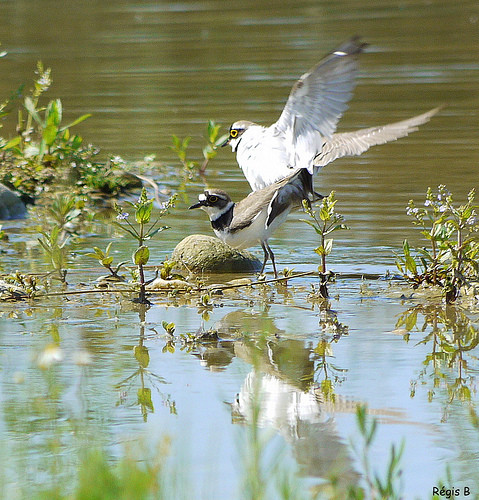 Superbes images d'oiseaux