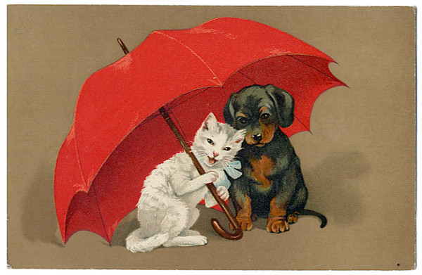  Belle image de chien et chat