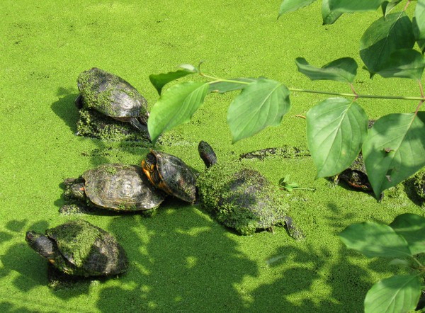 Zoo d'Amiens -2012