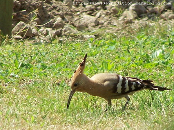 Superbes images d'oiseaux