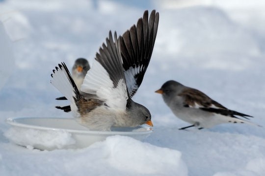 Superbes images d'oiseaux