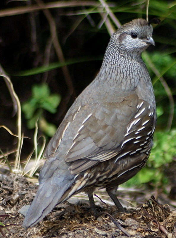 Superbes images d'oiseaux