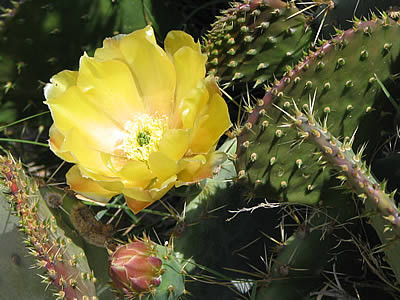 Fleurs de Cactus