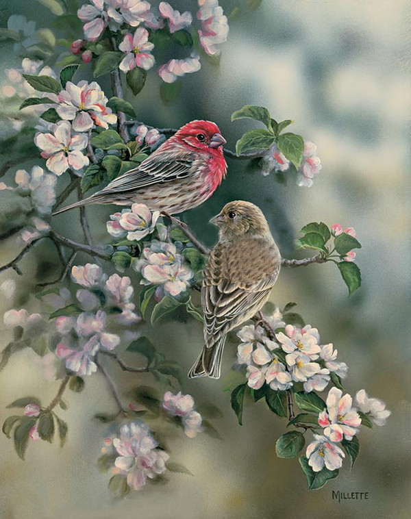 Superbes peintures  d'oiseaux 