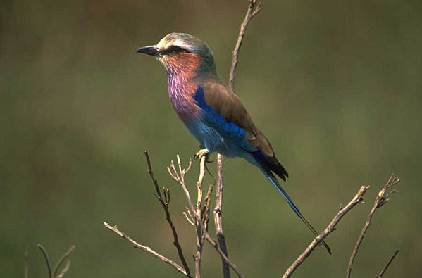 Superbes images d'oiseaux