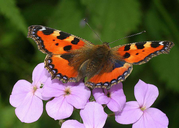 Superbes papillons