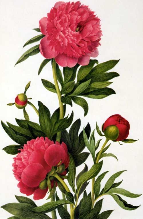 Fleurs de Clara Maria Pope.